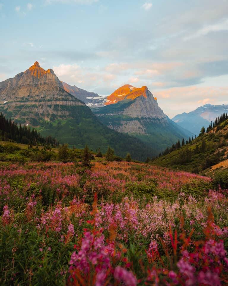 Flower spot on Going to the Sun Road