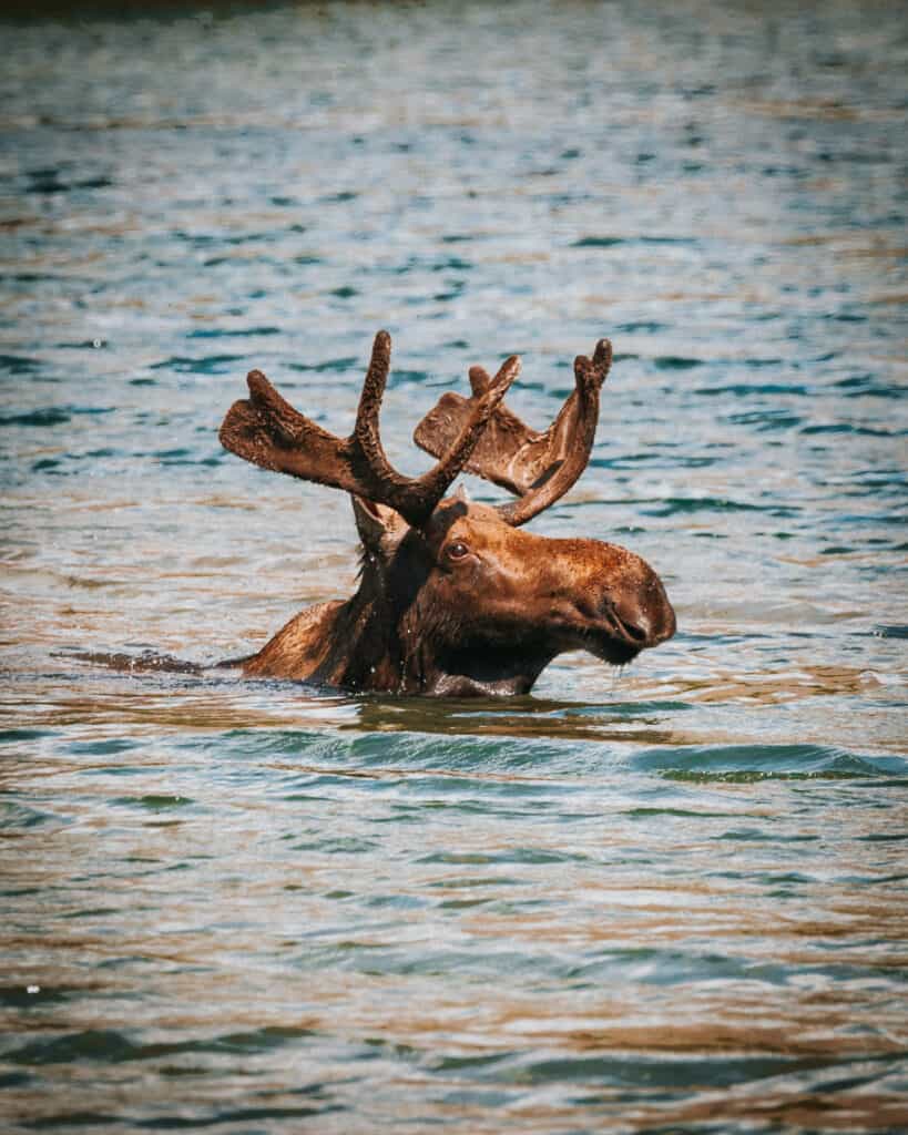Zoom of Moose swimming in lake by Red Rock Falls