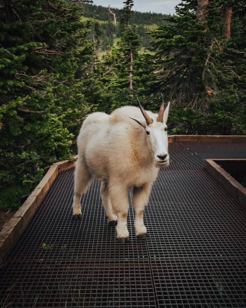 Mountain Goat Sighting near Logan Pass Visitor Center
