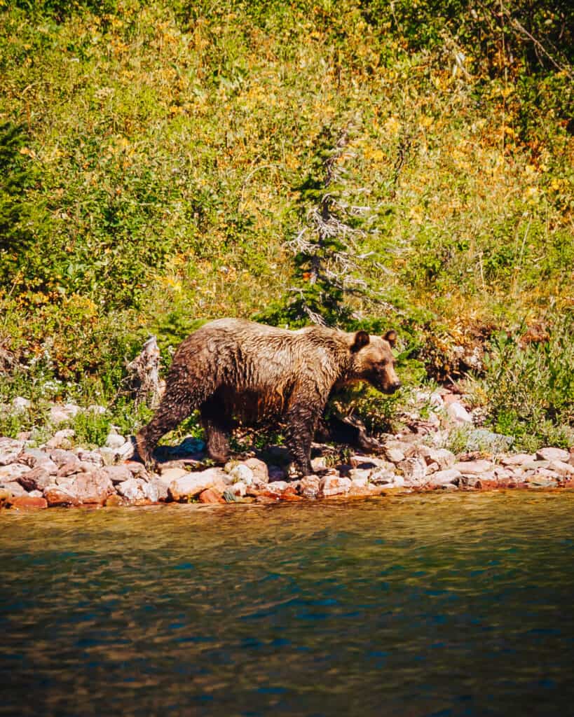 Grizzly Bear Sighting at Two Medicine Lake