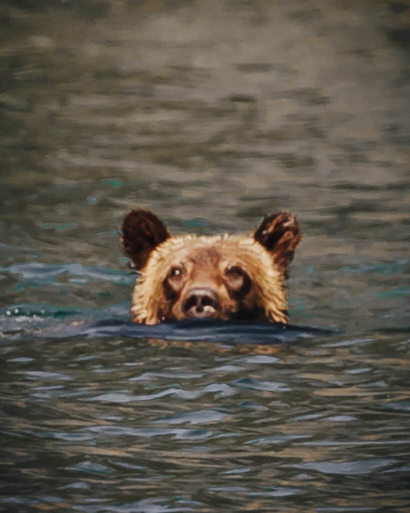 Grizzly Bear swimming at Two Medicine Lake
