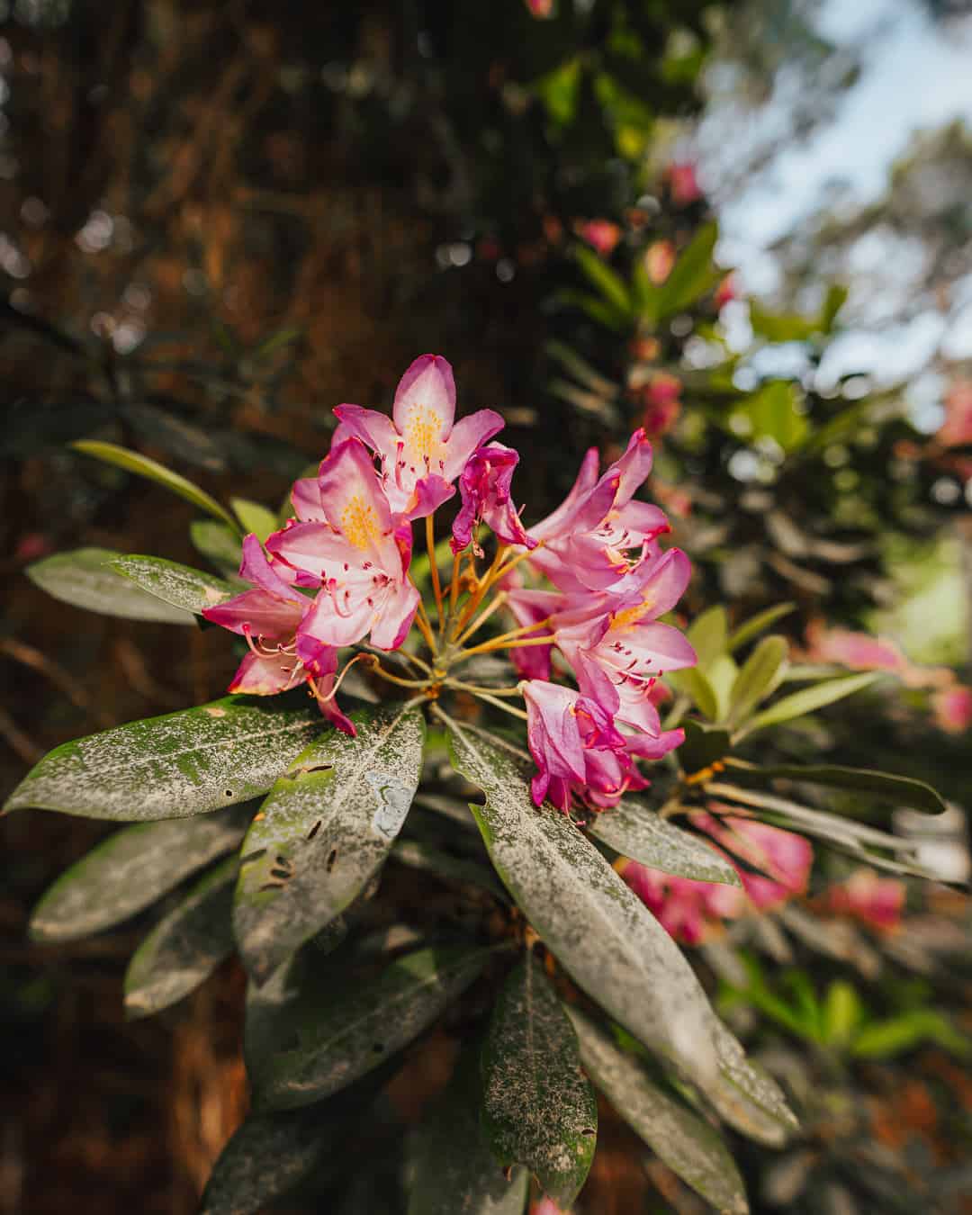 Sandhills Horticulture Gardens