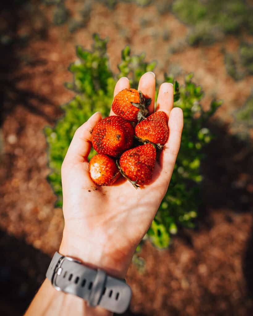 strawberries from Tanglewood Farm garden