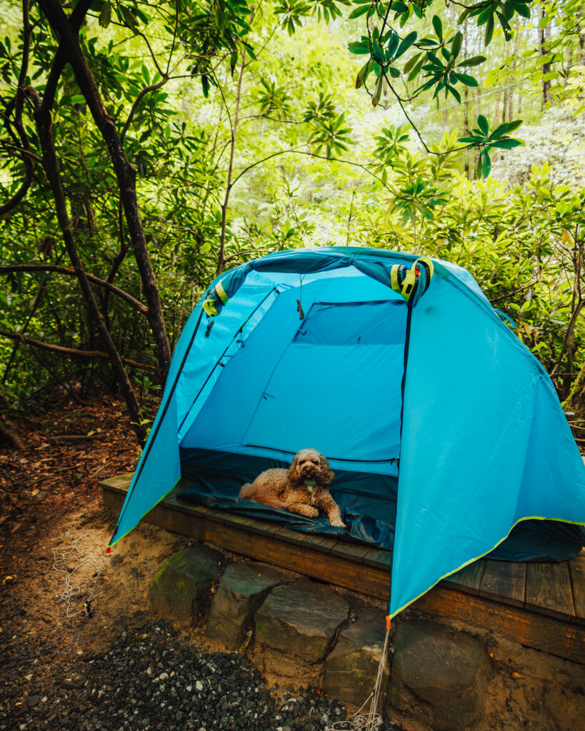 Camping with a dog at a hipcamp