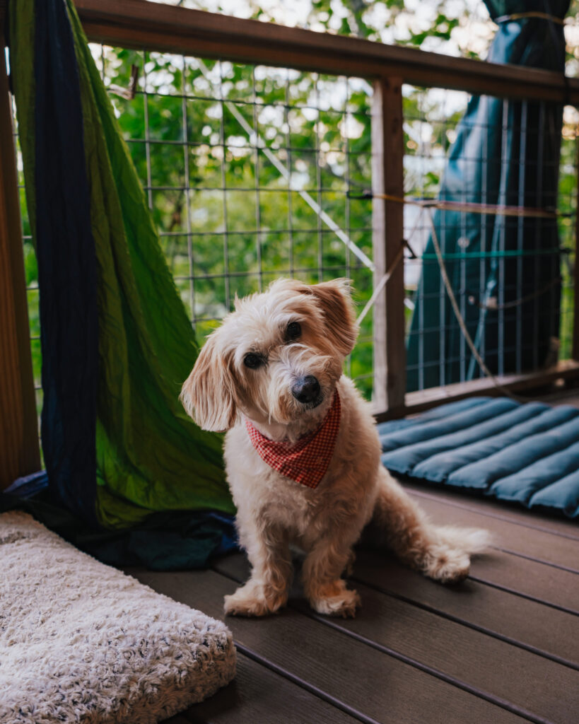 Dog camping