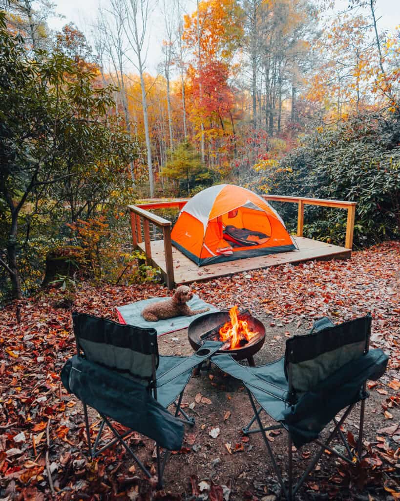 camping with a dog