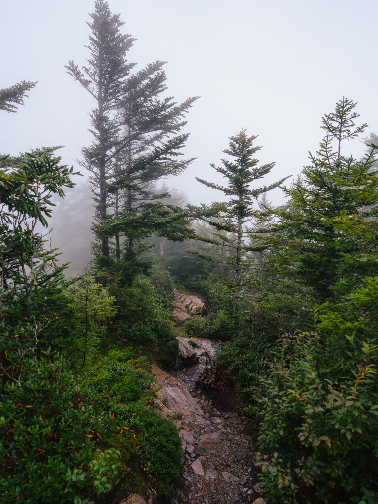 Trail to Myrtle Point
