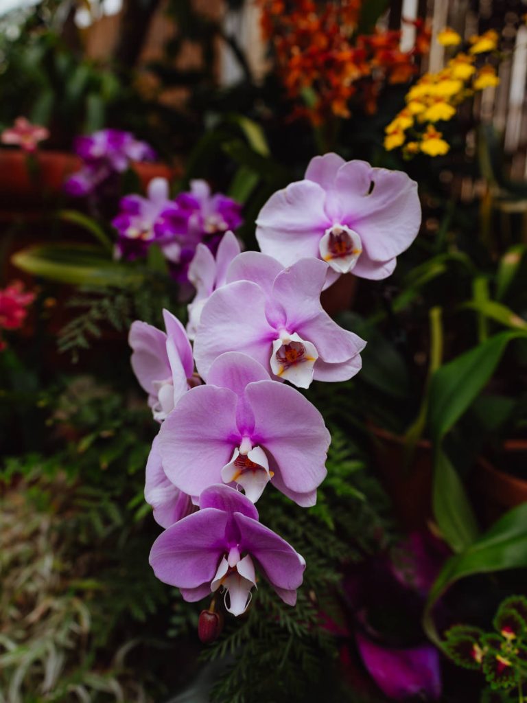 Biltmore Estate Conservatory