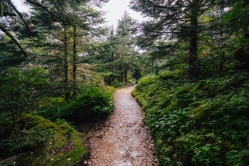 Alum Cave Trail to Mt LeConte Lodge
