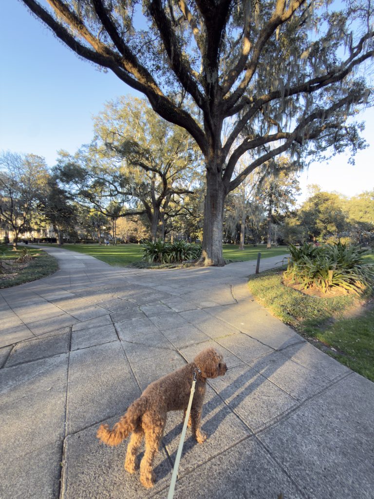 Forsyth Park With Ollie
