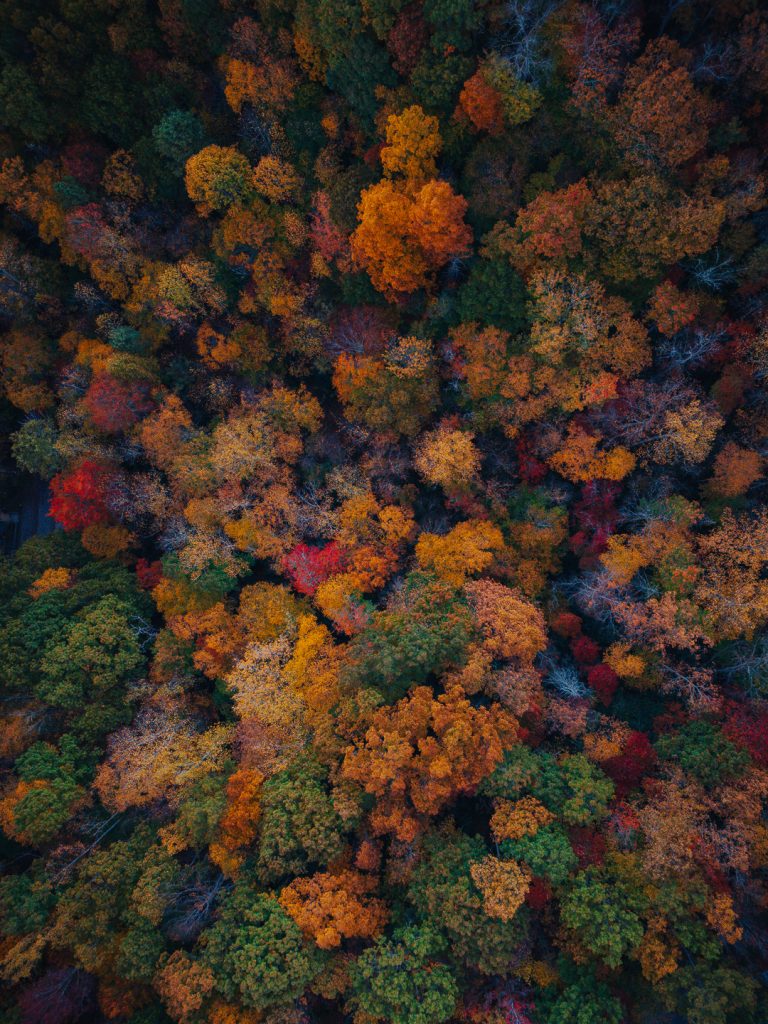 fall in north carolina