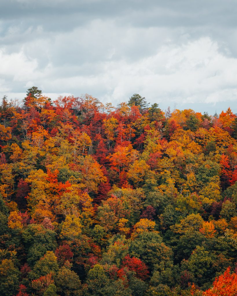 Fall at Graveyard Fields