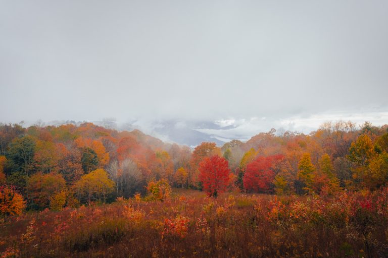 Max Patch Fall